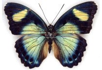 EUPHAEDRA DEMETER